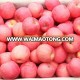 China fresh sweet delicious top red apple with more juice