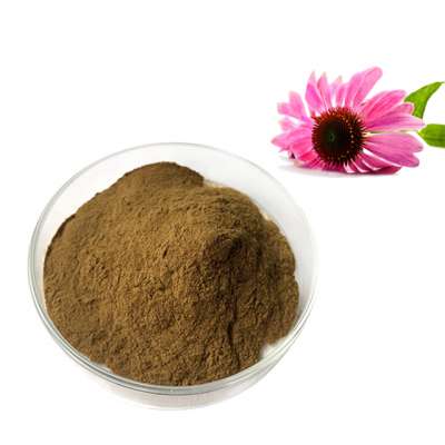 Wholesale price echinacea purpurea herb extract powder herbal extract echinacea purpurea in bulk